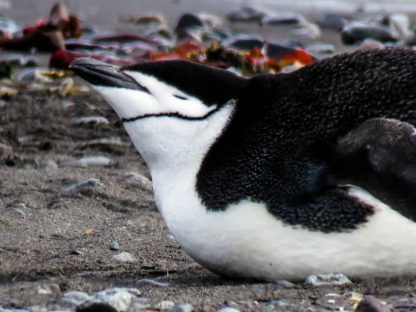 Antarctique Hiver Janvier 2018 — Photo