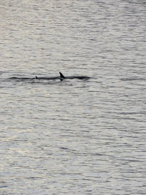 Ocak 2018 'de kışın Antarktika