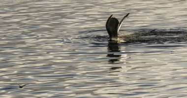 Ocak 2018 'de kışın Antarktika