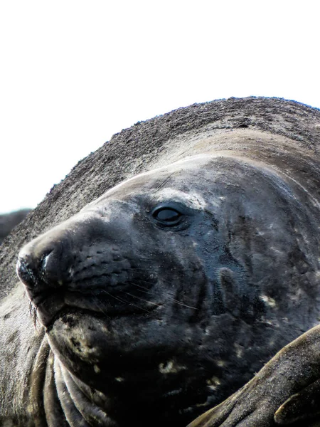 Antarctique Hiver Janvier 2018 — Photo