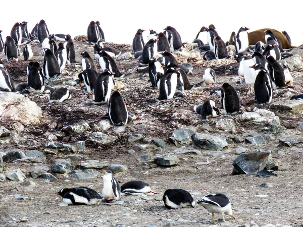 Antarctica Winter Januari 2018 — Stockfoto