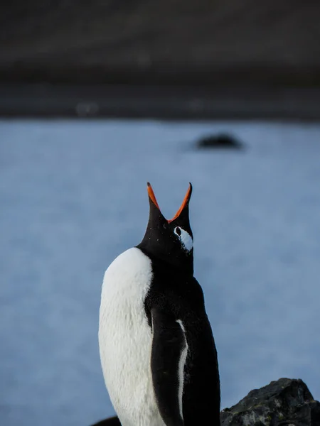 Antarctica Winter Januari 2018 — Stockfoto