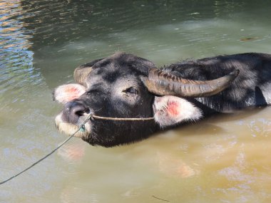 Kırsal yaşam ve yazın Myanmar manzarası