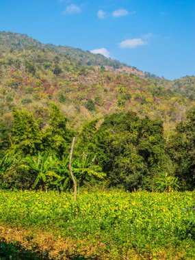 Kırsal yaşam ve yazın Myanmar manzarası