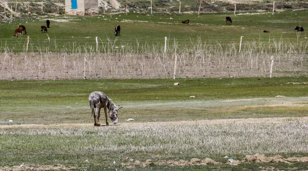 Афганістан Бамян Амір Озера Влітку 2019 Року — стокове фото