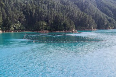 Şubat 2020 'de Marlborough' da Yeni Zelanda üzüm bağı