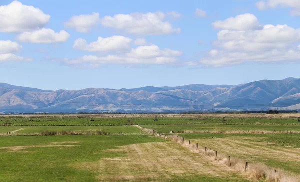 Vinha Nova Zelândia Marlborough Fevereiro 2020 — Fotografia de Stock