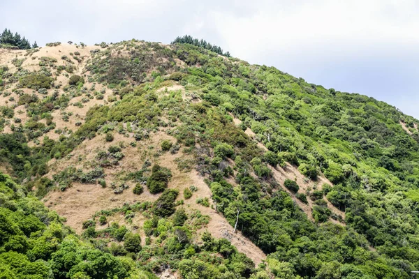 Kebun Anggur Selandia Baru Marlborough Pada Februari 2020 — Stok Foto