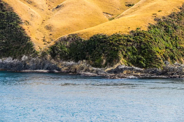 Αμπελώνας Νέας Ζηλανδίας Στο Marlborough Τον Φεβρουάριο Του 2020 — Φωτογραφία Αρχείου