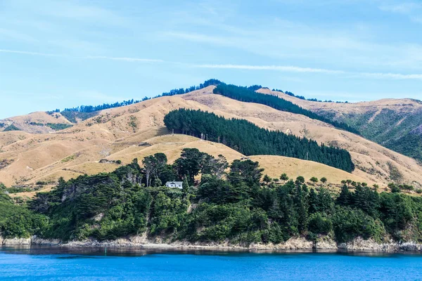 Αμπελώνας Νέας Ζηλανδίας Στο Marlborough Τον Φεβρουάριο Του 2020 — Φωτογραφία Αρχείου