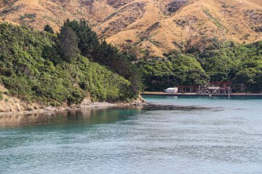 Şubat 2020 'de Marlborough' da Yeni Zelanda üzüm bağı