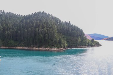 Şubat 2020 'de Marlborough' da Yeni Zelanda üzüm bağı