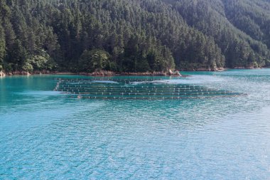 Şubat 2020 'de Marlborough' da Yeni Zelanda üzüm bağı