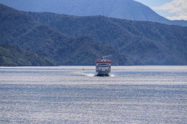Şubat 2020 'de Marlborough' da Yeni Zelanda üzüm bağı
