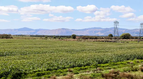 Nieuw Zeelandse Wijngaard Marlborough Februari 2020 — Stockfoto