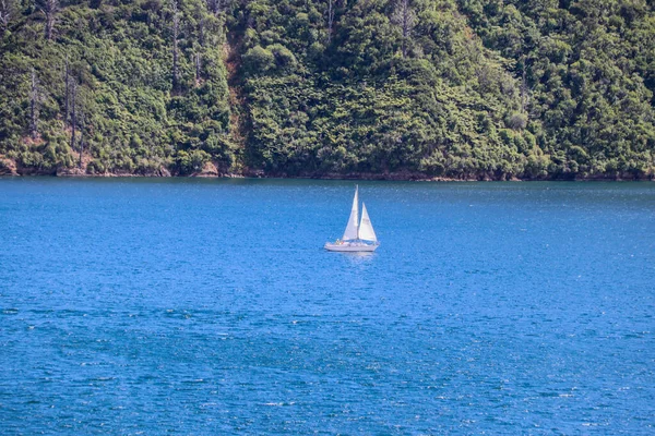 Şubat 2020 Marlborough Yeni Zelanda Üzüm Bağı — Stok fotoğraf