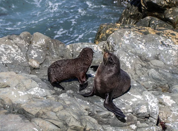 Montanhas Nova Zelândia Cervos Selvagens Baleias Costa Ilha Sul Kaikoura — Fotografia de Stock