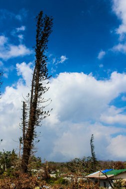 Kasırga sonrası Vanuatu Pam yıkımı