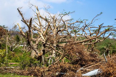 Kasırga sonrası Vanuatu Pam yıkımı