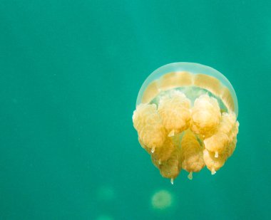 Pasifik 'in kuzeyindeki Palau.