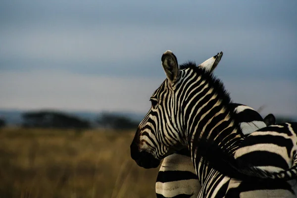 Nairobi Nin Dışındaki Kenya Vahşi Yaşam Safarisi — Stok fotoğraf