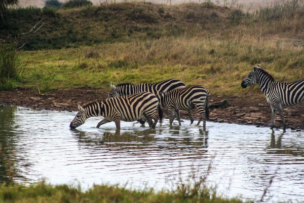 Сафари Дикую Природу Кении Пределами Найроби — стоковое фото