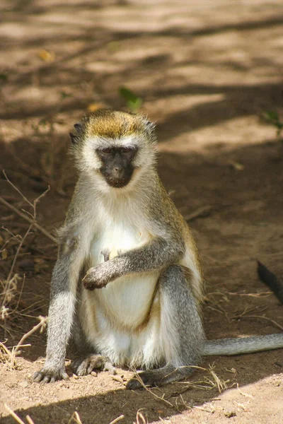 Safari Vida Silvestre Kenia Fuera Nairobi — Foto de Stock