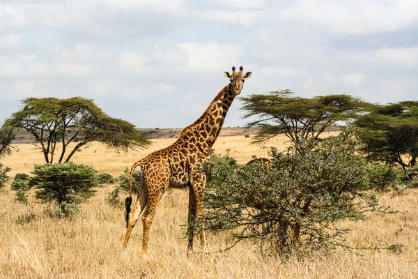 Кенійська Дика Сафарі Біля Найробі — стокове фото