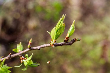 Lübnan 2020 kışında dağlarda