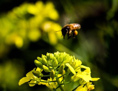 Lübnan 2020 kışında dağlarda