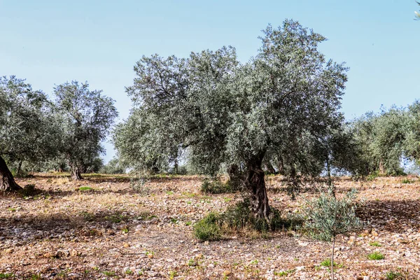 Líbano Invierno 2020 Las Montañas — Foto de Stock