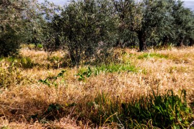 Lübnan 2020 kışında dağlarda