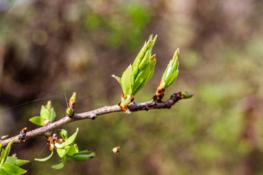 Lübnan 2020 kışında dağlarda