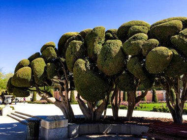 Kanada 2020 yazında.