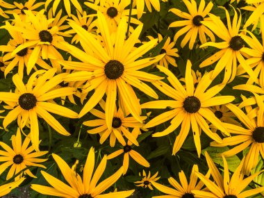 Kanada 2020 yazında.