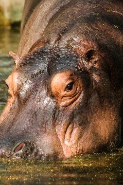 Vietnam ve Kamboçya 2020 yazında