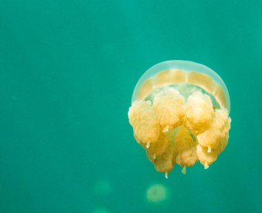 Palau 'daki denizanası gölü ve Pasifik Okyanusu