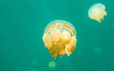 Palau 'daki denizanası gölü ve Pasifik Okyanusu