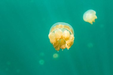Palau 'daki denizanası gölü ve Pasifik Okyanusu