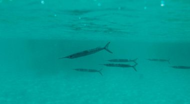 Palau 'daki denizanası gölü ve Pasifik Okyanusu