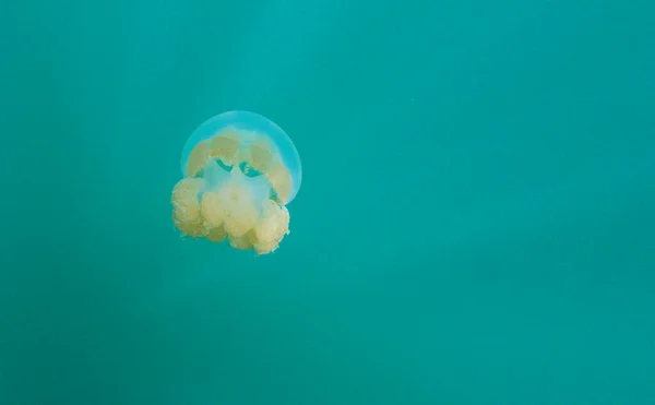 Jellyfish Lake Palau Pacific Ocean — Stock Photo, Image