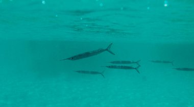 2020 'de Suriye çölündeki antik Palmerya kenti.