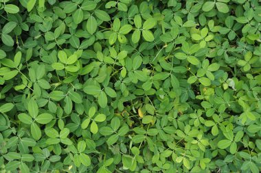 Yeşil Bush desen arka plan