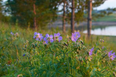 Ormandaki sardunya çayırı güneş ışığında. Geranium pratense.