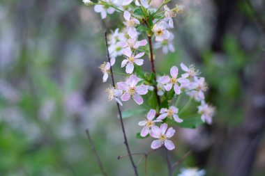 Yeşillikte çiçek açan bir elma ağacı. Seçici odak noktası..