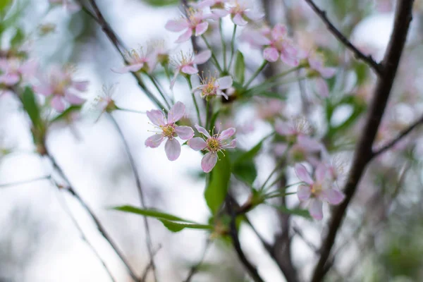 A blooming apple tree in the foliage.selective focus. — ストック写真