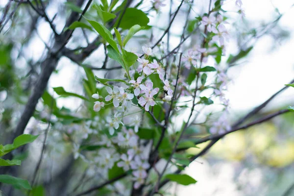 Un melo in fiore nel fogliame. Focus selettivo. — Foto Stock