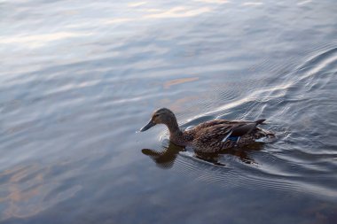 Vahşi ördek gün batımında gölde yüzer.