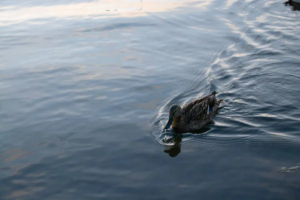 wild duck swims in the lake at sunset