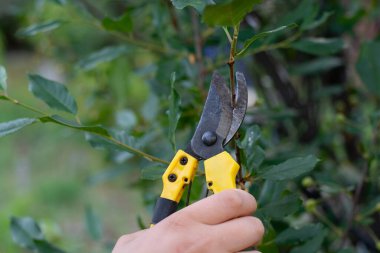 Bir kadın kiraz için eski dalları keser. Bahçe işleri ve hasat yapar.